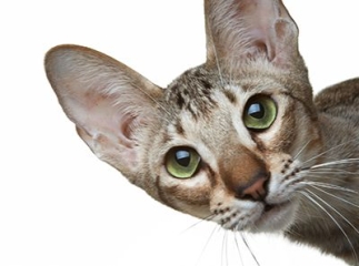chat oriental shorthair